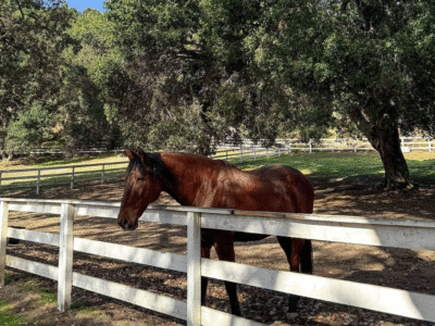 Stonepine Estate – Carmel Valley, CA